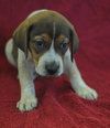 Beauregard