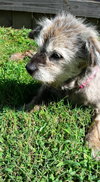 Giselle