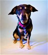 adoptable Dog in nashville, TN named Snuffles