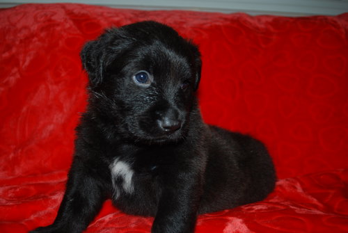 Koda