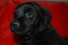 Koda