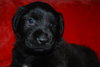 Koda
