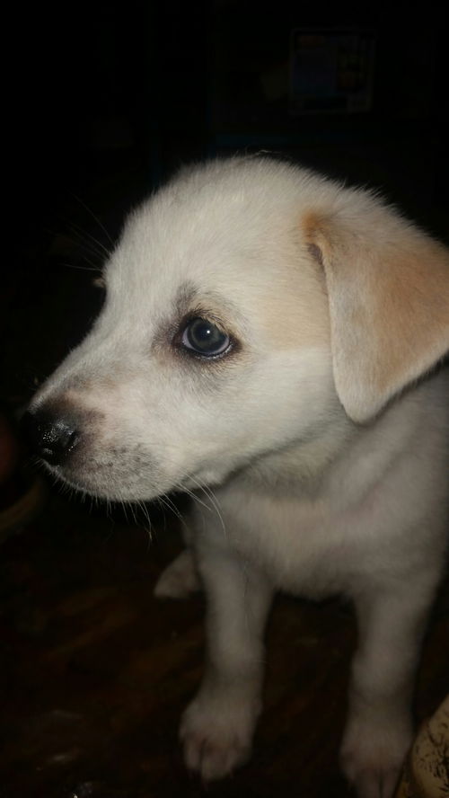 Sadie