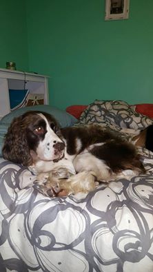 Piper
