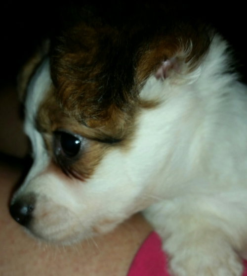 Herman