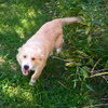 Charlie