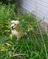 Charlie