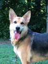 Harley