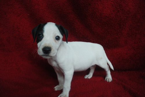 PETEY