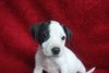 PETEY
