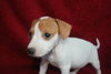 Baxter