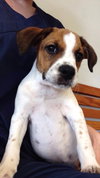Roscoe