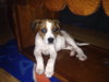 Roscoe