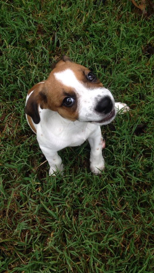 Roscoe
