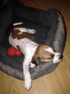 Roscoe