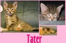 Tater