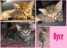 Ryce