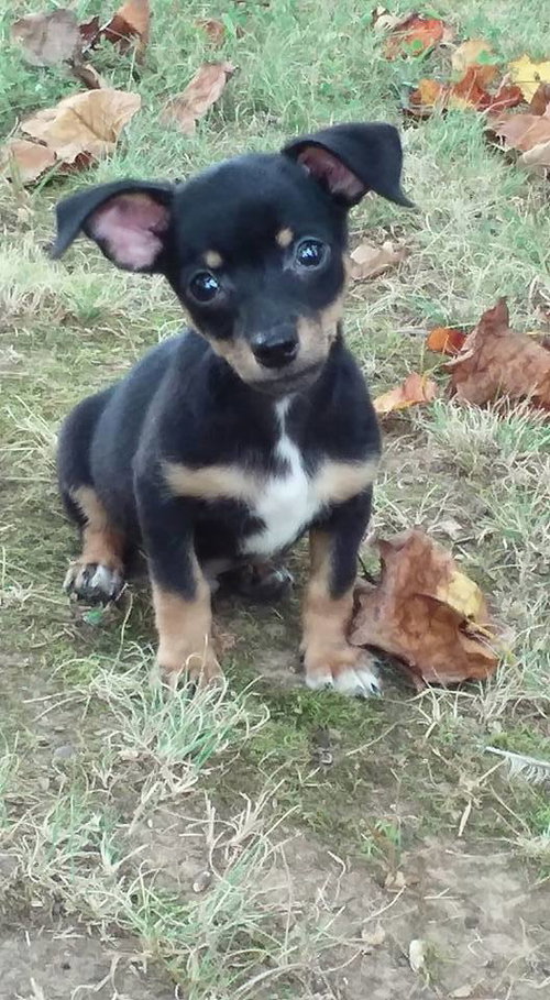 Samson
