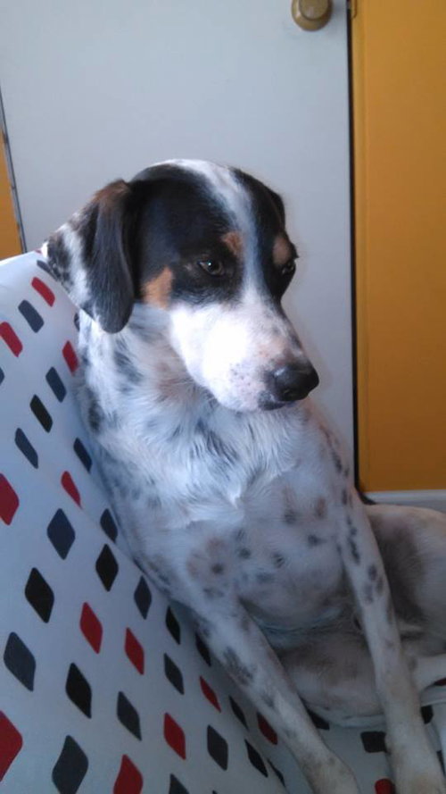 Banditto