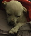 Delilah (Lila)