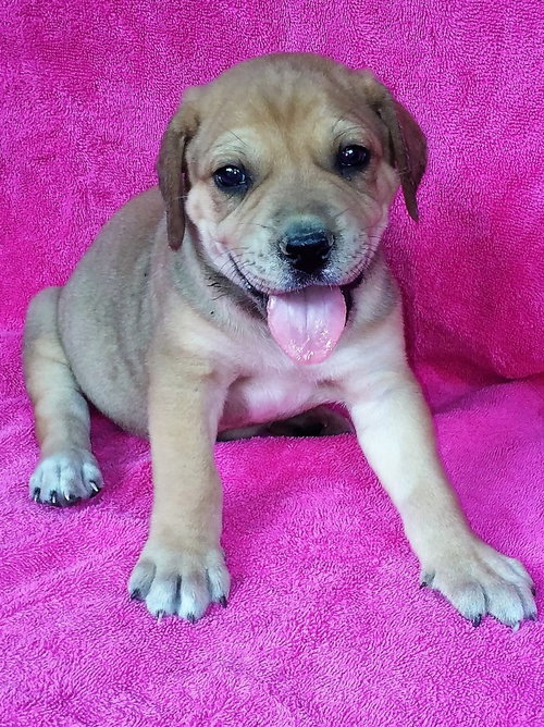 Diesel