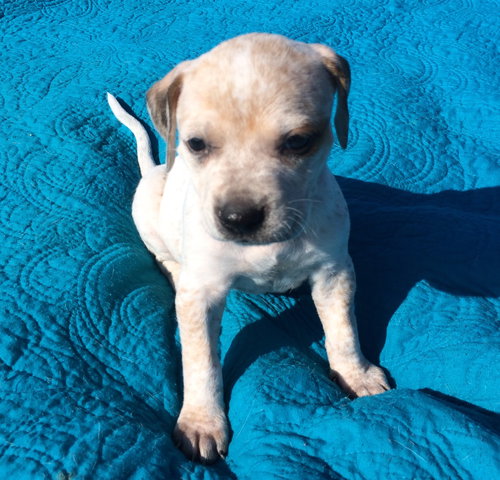 Scout