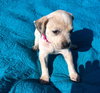 Scout