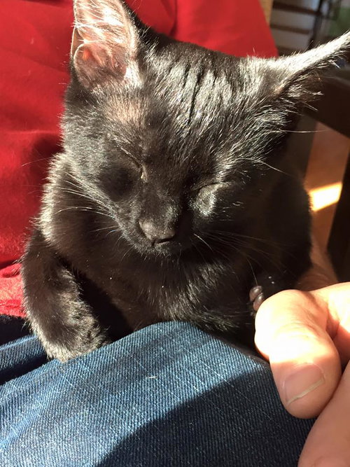 Meowzer