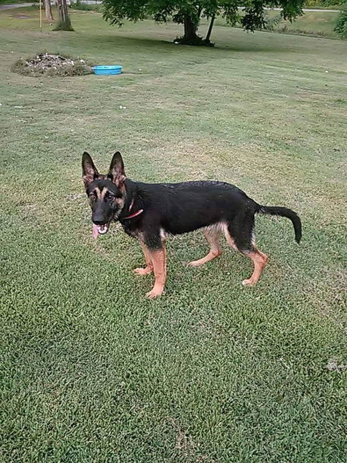 Maximus