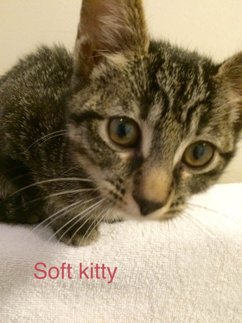 Soft Kitty