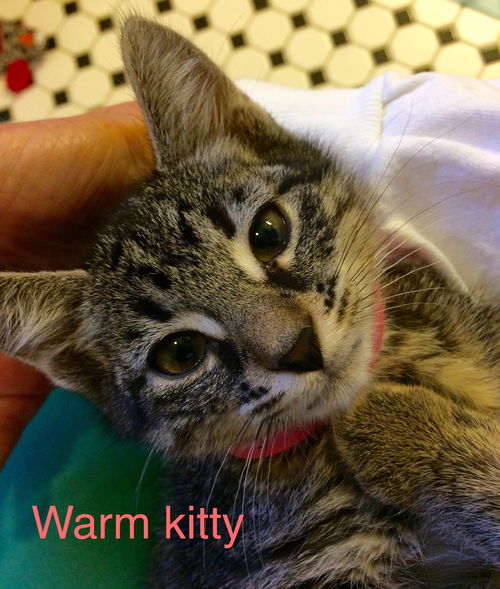 Warm Kitty