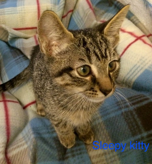 Sleepy Kitty