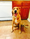 Colby Jack