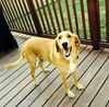 Colby Jack