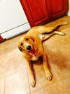 Colby Jack
