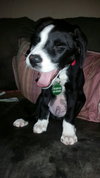 Tucker