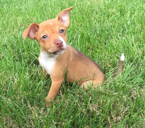 Maggie Lou
