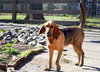 Darla