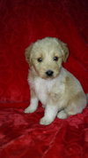 Bailey