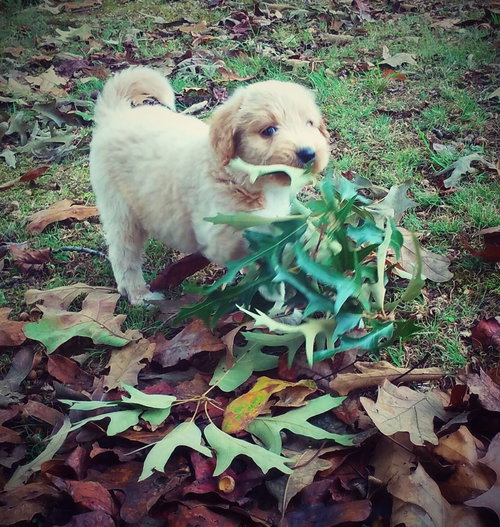 Bailey
