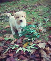 Bailey