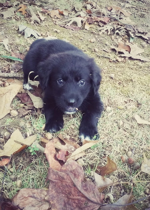 Bella