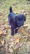 Bella