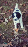 Hattie