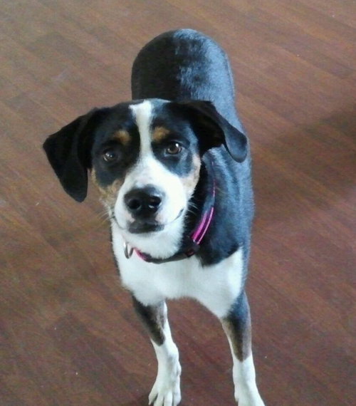 Charlie Girl