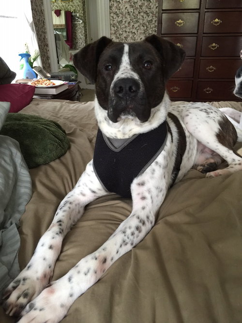 Rex
