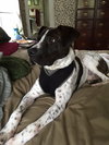 Rex