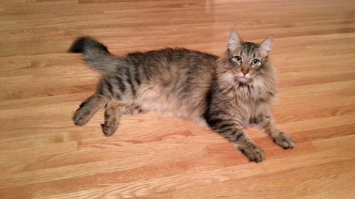 Percy