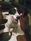 Patch