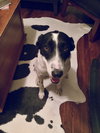 Patch
